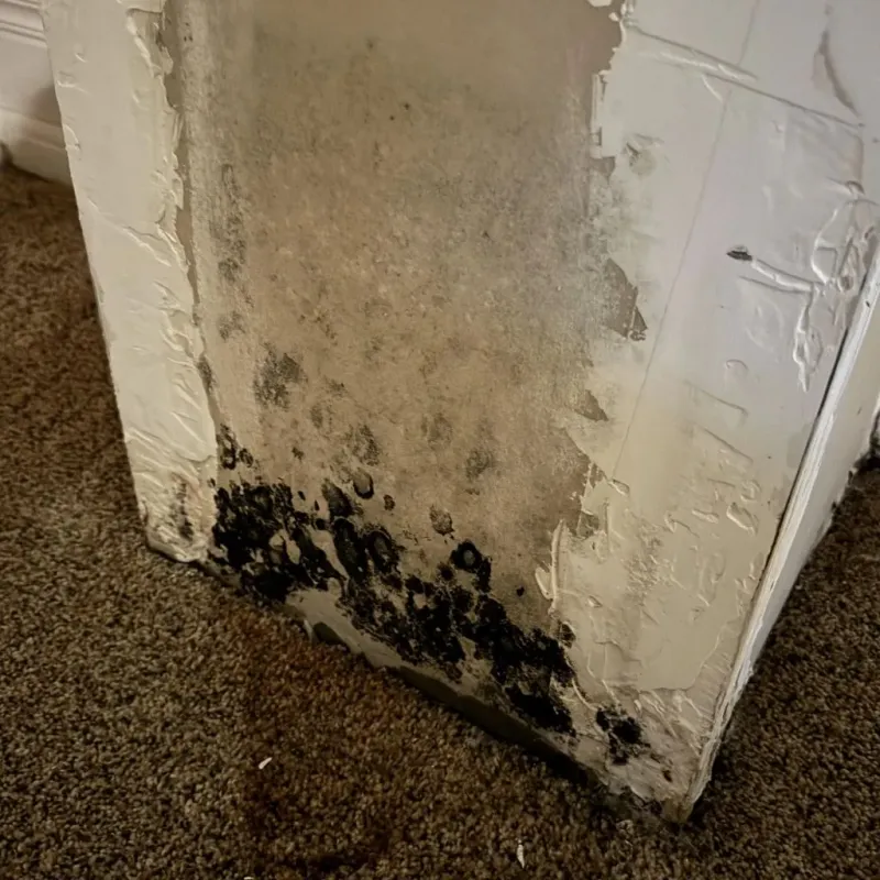 Professional Mold Removal in Teays Valley, WV